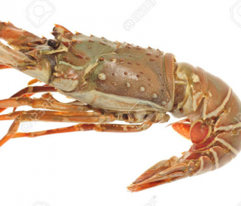 Lobster