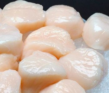Scallops