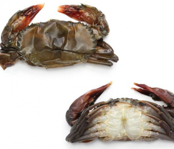 Soft Shell Crab