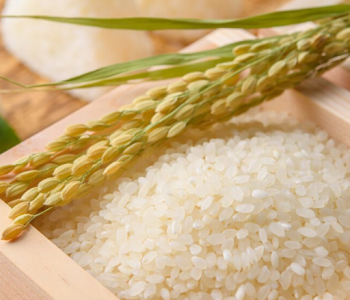 Sushi Rice