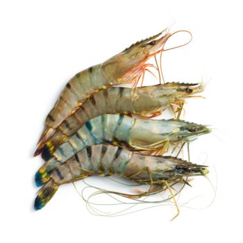 Shrimp black tiger​